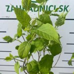 Hortenzia stromčekovitá (Hydrangea arborescens) ´ANNABELLE´ - výška 100-120 cm, kont. C3L - NA KMIENKU